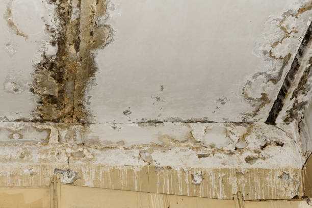 Best Mold Odor Removal Services  in Justice, OK