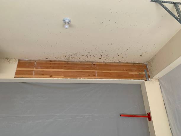 Mold Remediation for Rental Properties in Justice, OK